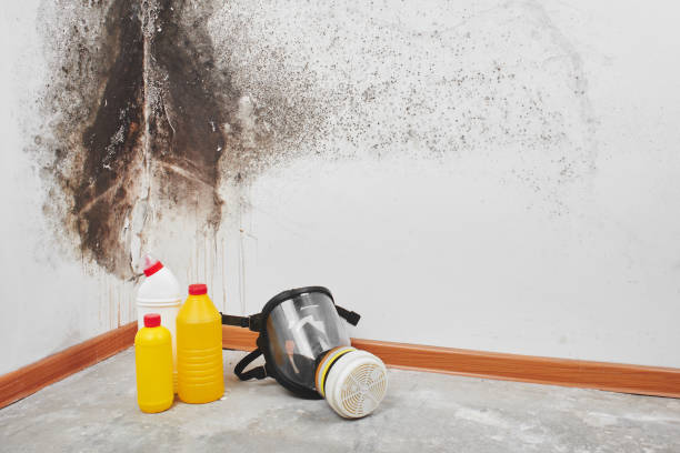 Best Industrial Mold Remediation in New London, OH