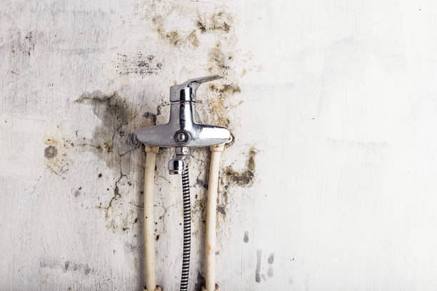Best Preventive Mold Services in New London, OH