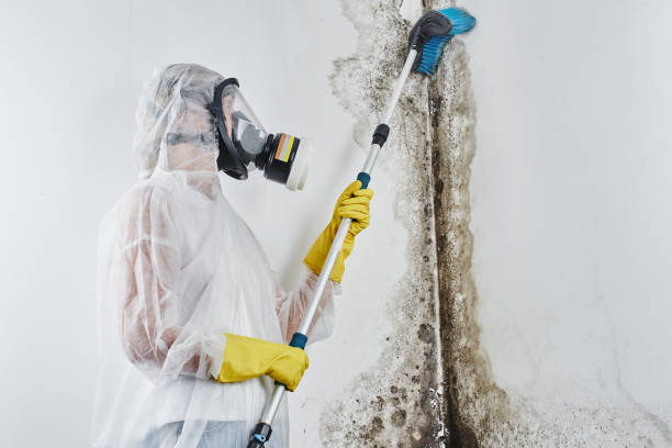 Best Post-Remediation Services in New London, OH