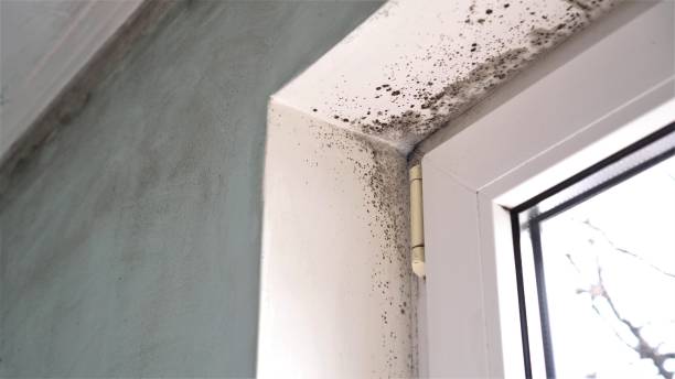 Best Insurance-Related Mold Remediation in New London, OH