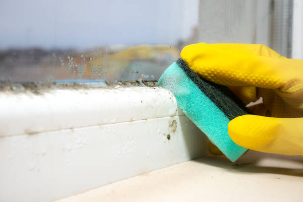 Best Emergency Mold Remediation in New London, OH