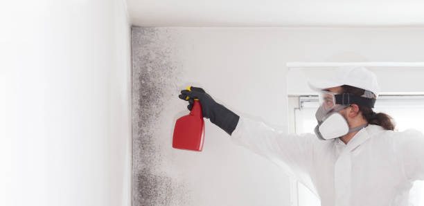 Best Bathroom Mold Remediation in New London, OH