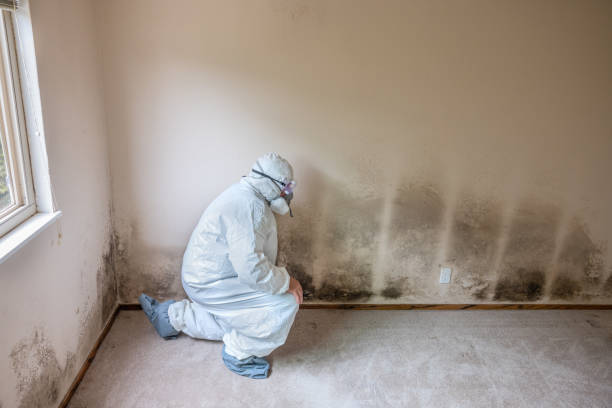 Best Basement Mold Remediation in New London, OH
