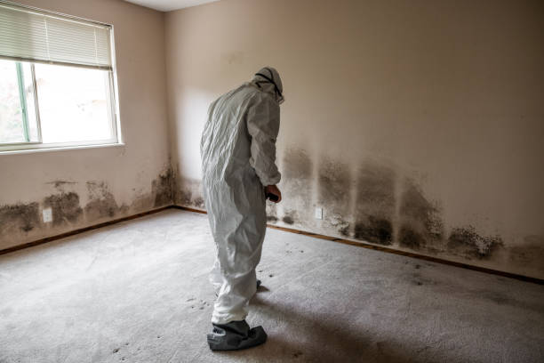 Best Post-Flood Mold Remediation in New London, OH