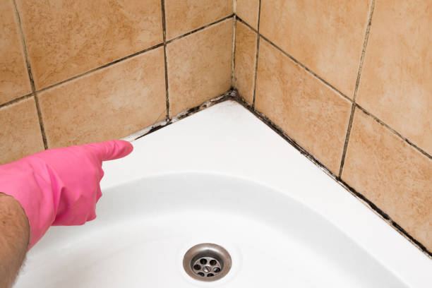 Best Mold Remediation for Specific Building Types in New London, OH